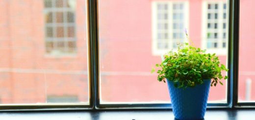 rosliny oczyszczajace powietrze w domu