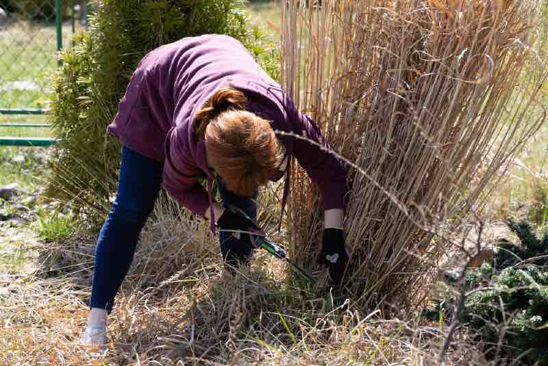 Kobieta ścina trawy ozdobne na wiosnę