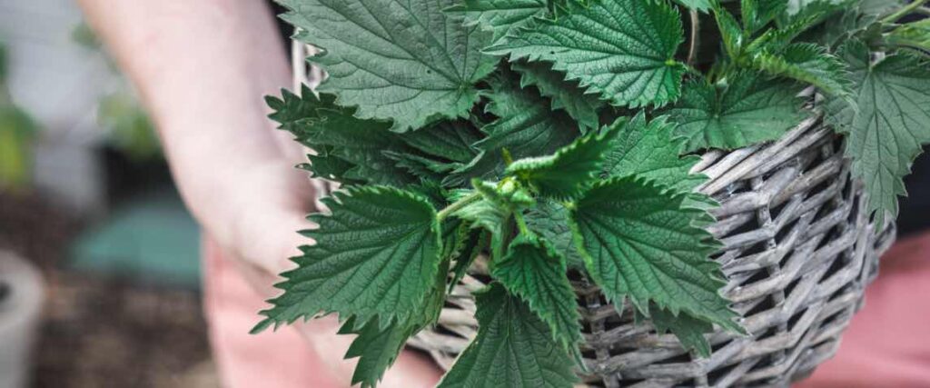 Kobieta trzyma kosz ze świeżym pokrzywami